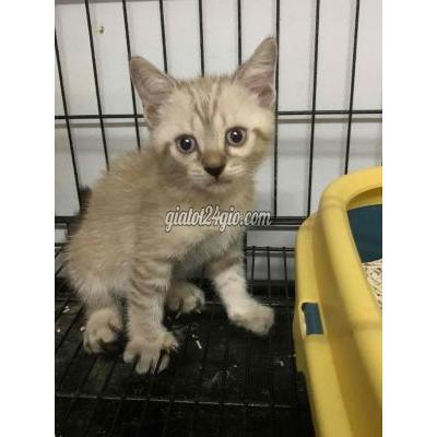 mèo huyện hóc môn - hồ chí minh | 3 bé aln lai xiêm gần 2th tìm chậu cát mới ...