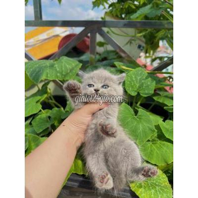 Mèo Quận Phú Nhuận - Hồ Chí Minh Bé Anh Lông Ngắn Xám Xanh Cái Tìm Ba Mẹ Yêu Thương Mèo Quận Phú Nhuận - Hồ Chí Minh Bé Anh Lông Ngắn Xám Xanh Cái Tìm Ba Mẹ Yêu Thương