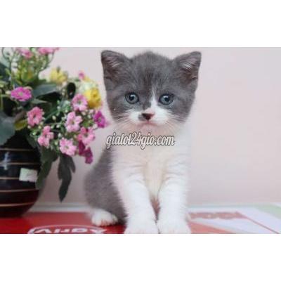 Mèo Thành Phố Thủ Đức - Hồ Chí Minh Mèo Anh Bicolor Giới Tính Cái Mèo Thành Phố Thủ Đức - Hồ Chí Minh Mèo Anh Bicolor Giới Tính Cái