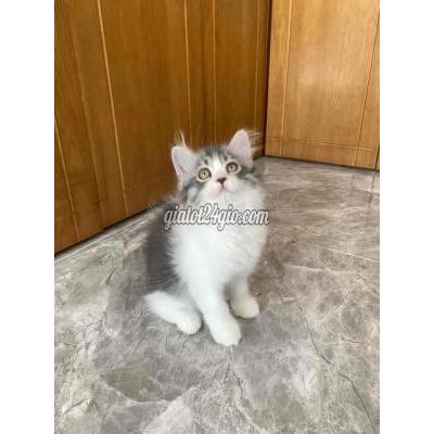 Mèo Quận Gò Vấp - Hồ Chí Minh Mèo Anh Lông Dài Bicolor Siêu Xinh Mèo Quận Gò Vấp - Hồ Chí Minh Mèo Anh Lông Dài Bicolor Siêu Xinh