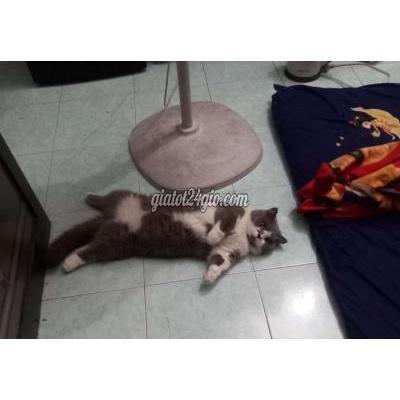 mèo quận 10 - hồ chí minh | mèo chân lùn ...