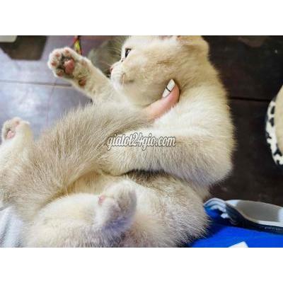 Mèo Quận Bình Tân - Hồ Chí Minh Mèo Aln Cái 2 Tháng Tuổi Màu Vàng Mèo Quận Bình Tân - Hồ Chí Minh Mèo Aln Cái 2 Tháng Tuổi Màu Vàng