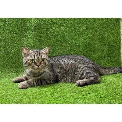 Mèo Thành Phố Thủ Đức - Hồ Chí Minh Mèo Anh Lông Ngắn Tabby 2 Mèo Thành Phố Thủ Đức - Hồ Chí Minh Mèo Anh Lông Ngắn Tabby 2