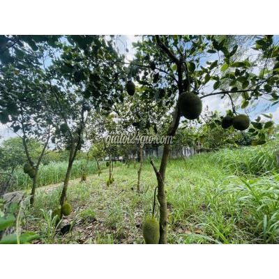 mua bán đất huyện châu đức - vũng tàu | bán 1000m2 đất mặt tiền   vườn cây ăn trái đang thu hoạch giá 1 tỷ ...