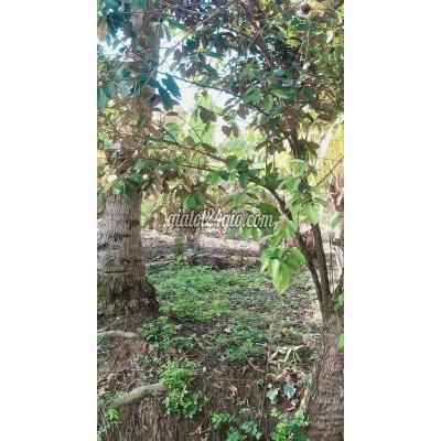 mua bán đất huyện châu thành - bến tre 327m có 70m thổ cư hữu định cách hl 173 chỉ 300m
