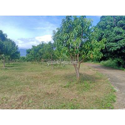 Mua Bán Đất Thị Xã Bến Cát - Bình Dương Cần Bán Gấp Miếng Đất Sổ Sẵn Giá 290 Triệu Mua Bán Đất Thị Xã Bến Cát - Bình Dương Cần Bán Gấp Miếng Đất Sổ Sẵn Giá 290 Triệu