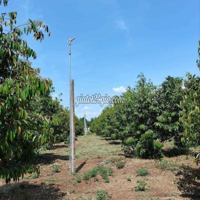 Mua Bán Đất Huyện Phú Giáo - Bình Dương Kẹt Tiền Bán Vườn Sầu Riêng 4198m Giá 300tr Mua Bán Đất Huyện Phú Giáo - Bình Dương Kẹt Tiền Bán Vườn Sầu Riêng 4198m Giá 300tr