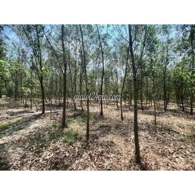 mua bán đất huyện dầu tiếng - bình dương | đất tại bình dương 5000m2 cho anh chị em đầu ...