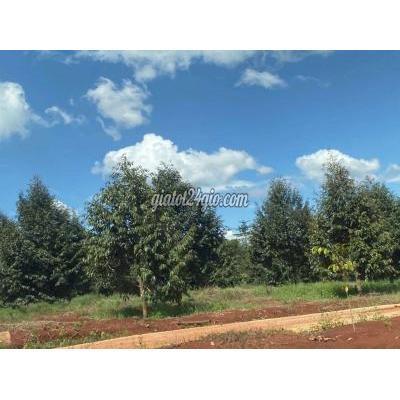 Mua Bán Đất Huyện Đồng Phú - Bình Phước Chính Chủ Kẹt Tiền Cần Bán Gấp Vườn Nhà Sầu Riêng Mua Bán Đất Huyện Đồng Phú - Bình Phước Chính Chủ Kẹt Tiền Cần Bán Gấp Vườn Nhà Sầu Riêng