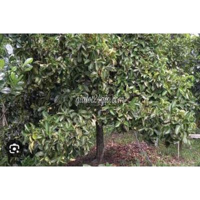 Mua Bán Đất Huyện Đồng Phú - Bình Phước Kẹt Tiền Trả Nợ Cần Bán Gấp Đất Vườn Cây Ăn Trái Mua Bán Đất Huyện Đồng Phú - Bình Phước Kẹt Tiền Trả Nợ Cần Bán Gấp Đất Vườn Cây Ăn Trái