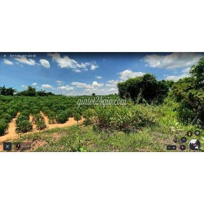 Mua Bán Đất Huyện Bắc Bình - Bình Thuận Bán Gấp 7 Sào Đất Hoà Thắng Ngay Đường Liên Huyện Chỉ 660tr Mua Bán Đất Huyện Bắc Bình - Bình Thuận Bán Gấp 7 Sào Đất Hoà Thắng Ngay Đường Liên Huyện Chỉ 660tr
