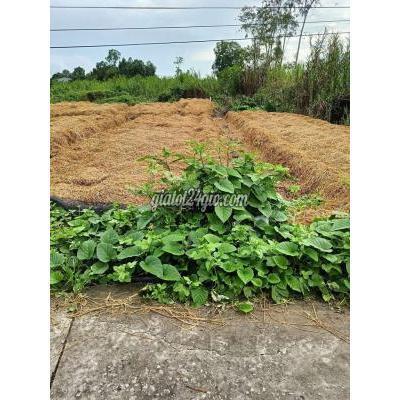 Mua Bán Đất Huyện Thới Lai - Cần Thơ Đất Thổ Cư Đầu Tư Mua Bán Đất Huyện Thới Lai - Cần Thơ Đất Thổ Cư Đầu Tư