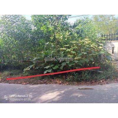 Mua Bán Đất Huyện Hòa Vang - Đà Nẵng 500m2 Đất Trồng Cây Lâu Năm Đường Nhựa 6m Giá Đầu Tư 390 Triệu Mua Bán Đất Huyện Hòa Vang - Đà Nẵng 500m2 Đất Trồng Cây Lâu Năm Đường Nhựa 6m Giá Đầu Tư 390 Triệu