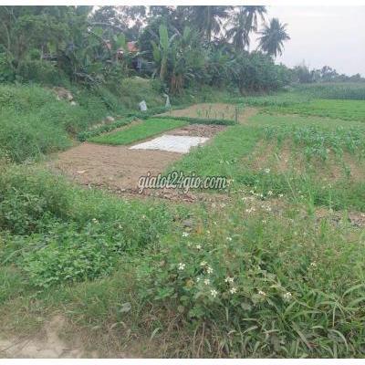 Mua Bán Đất Huyện Hòa Vang - Đà Nẵng 249,9m2 Đất Trồng Cây Hằng Năm Vị Trí Quy Hoạch Đất Ở Nông Thôn Mua Bán Đất Huyện Hòa Vang - Đà Nẵng 249,9m2 Đất Trồng Cây Hằng Năm Vị Trí Quy Hoạch Đất Ở Nông Thôn