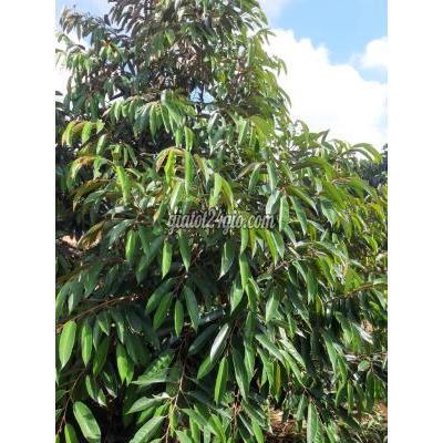 Mua Bán Đất Huyện Krông Pắc - Đắk Lắk Đất Vườn Sầu Riêng Chính Chủ Krông Păk - Cách Ql26 900m - 5 Sào 4 Mua Bán Đất Huyện Krông Pắc - Đắk Lắk Đất Vườn Sầu Riêng Chính Chủ Krông Păk - Cách Ql26 900m - 5 Sào 4