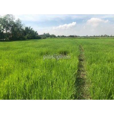 mua bán đất huyện nhơn trạch - đồng nai | đất nông nghiệp lúa nước cho anh chị ...