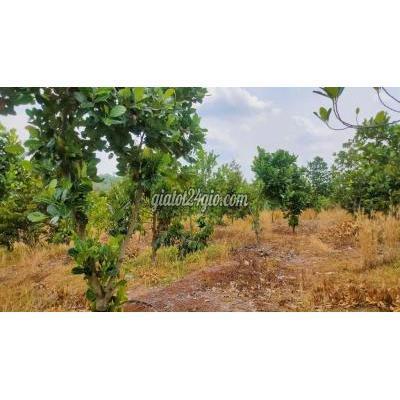 Mua Bán Đất Thành Phố Long Khánh - Đồng Nai Đất Vườn Sầu Riêng- Gần Đường Ra Cao Tốc - Xe Oto Tới Tận Mua Bán Đất Thành Phố Long Khánh - Đồng Nai Đất Vườn Sầu Riêng- Gần Đường Ra Cao Tốc - Xe Oto Tới Tận