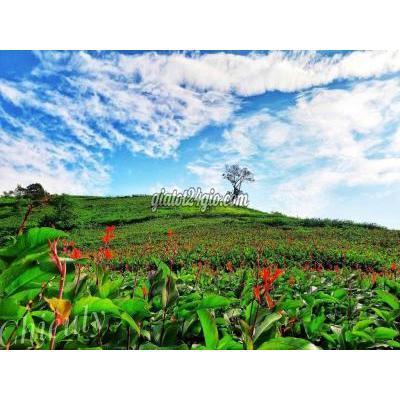 mua bán đất thành phố pleiku - gia lai | bán gấp lô biển hồ giá 510tr gần 3 ... mua bán đất thành phố pleiku - gia lai | bán gấp lô biển hồ giá 510tr gần 3 ...