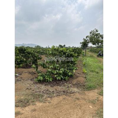 Mua Bán Đất Huyện Chư Pưh - Gia Lai Cần Bán Lô Đất 3900m2 Cách Quốc Lộ 14 , 1,5km Mua Bán Đất Huyện Chư Pưh - Gia Lai Cần Bán Lô Đất 3900m2 Cách Quốc Lộ 14 , 1,5km