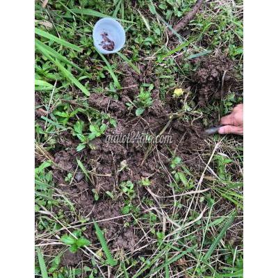 mua bán đất huyện hoài đức - hà nội | đất kẹt khu bông vải sợi lai xá ngay sát đường ...