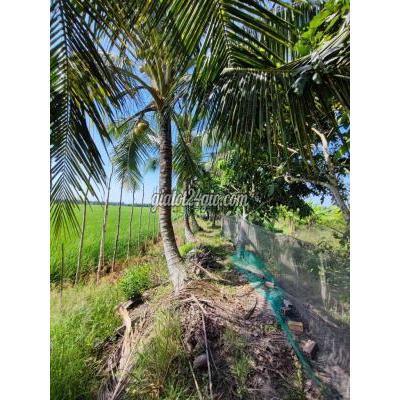 Mua Bán Đất Huyện Phụng Hiệp - Hậu Giang Đất Phụng Hiệp Mua Bán Đất Huyện Phụng Hiệp - Hậu Giang Đất Phụng Hiệp