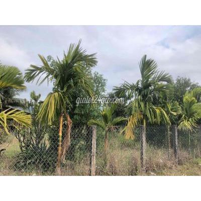 Mua Bán Đất Thị Xã Ninh Hòa - Khánh Hòa Đất Vườn Nghĩ Dưỡng 2782m2 Tại Ninh Thượng Ninh Hoà Gần Kdl Suối Mơ Mua Bán Đất Thị Xã Ninh Hòa - Khánh Hòa Đất Vườn Nghĩ Dưỡng 2782m2 Tại Ninh Thượng Ninh Hoà Gần Kdl Suối Mơ