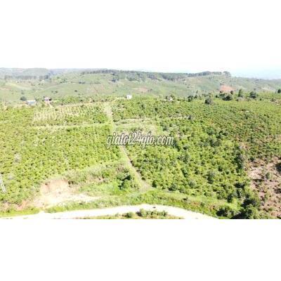 Mua Bán Đất Huyện Di Linh - Lâm Đồng 1700m2 Đất Di Linh Giá 420tr/sào , Đường Nhựa Rộng 10m Mua Bán Đất Huyện Di Linh - Lâm Đồng 1700m2 Đất Di Linh Giá 420tr/sào , Đường Nhựa Rộng 10m