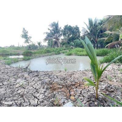 mua bán đất huyện tân trụ - long an bán 500m² lúa giá 519 triệu đ/c: khu vực đường phạm văn xìa ấp 6 tân