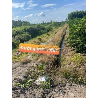 Mua Bán Đất Huyện Thủ Thừa - Long An 1000m2 Vườn Sổ Hiện Đg, Giá Rẻ Nhất Kv Mua Bán Đất Huyện Thủ Thừa - Long An 1000m2 Vườn Sổ Hiện Đg, Giá Rẻ Nhất Kv