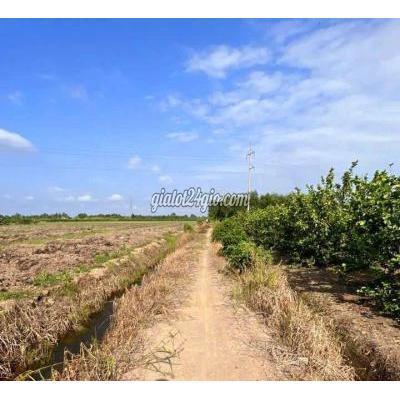 mua bán đất huyện bến lức - long an chủ quá ngộp chốt 600tr cho 1000m2 đất vườn bến lức 25x 40m
