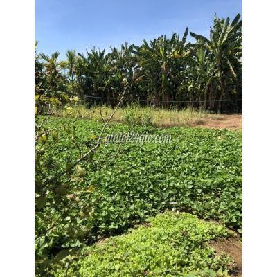 mua bán đất huyện mộ đức - quảng ngãi | bán đất mặt tiền đường nguyễn văn thiệu, đất ở lâu năm, chính ...