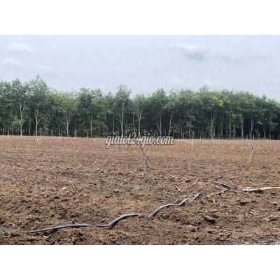 Mua Bán Đất Huyện Châu Thành - Tây Ninh Gấp! Gấp Lắm! Gấp Lắm Rồi! Hơn 3 Sào Đất Nông Nghiệp Chỉ 398 Nghìn/m2 Mua Bán Đất Huyện Châu Thành - Tây Ninh Gấp! Gấp Lắm! Gấp Lắm Rồi! Hơn 3 Sào Đất Nông Nghiệp Chỉ 398 Nghìn/m2