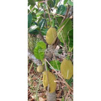 Mua Bán Đất Huyện Hòa Thành - Tây Ninh Chỉ 1,39 Tỷ Cho Mảnh Đất Vườn 3,3 Công Đep Như Mơ Tại Xứ Đạo Tây Ninh Mua Bán Đất Huyện Hòa Thành - Tây Ninh Chỉ 1,39 Tỷ Cho Mảnh Đất Vườn 3,3 Công Đep Như Mơ Tại Xứ Đạo Tây Ninh