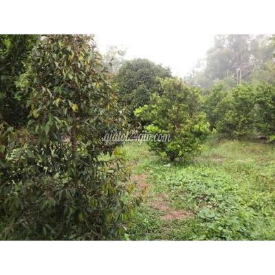 Mua Bán Đất Huyện Dương Minh Châu - Tây Ninh 5 Công 2 , Vườn Sầu Riêng Măng Cut Chôm Chôm Tăc Mua Bán Đất Huyện Dương Minh Châu - Tây Ninh 5 Công 2 , Vườn Sầu Riêng Măng Cut Chôm Chôm Tăc