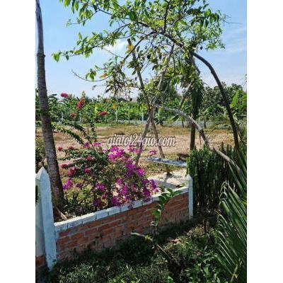 Mua Bán Đất Thị Xã Gò Công - Tiền Giang Thổ Cư View Sông 629 M2 Mua Bán Đất Thị Xã Gò Công - Tiền Giang Thổ Cư View Sông 629 M2