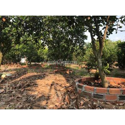 Mua Bán Đất Huyện Củ Chi - Hồ Chí Minh Nhà Vườn Mặt Tiền Kênh 30x40 Cách Vđ3 800m Mua Bán Đất Huyện Củ Chi - Hồ Chí Minh Nhà Vườn Mặt Tiền Kênh 30x40 Cách Vđ3 800m