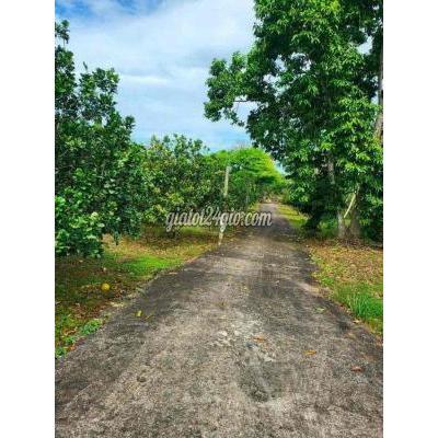 Mua Bán Đất Quận Gò Vấp - Hồ Chí Minh Gia Đình Chủ Muốn Bán Gấp Miếng Vườn Mít Dt: 2000m2 Giá 540tr Sổ Riêng Mua Bán Đất Quận Gò Vấp - Hồ Chí Minh Gia Đình Chủ Muốn Bán Gấp Miếng Vườn Mít Dt: 2000m2 Giá 540tr Sổ Riêng