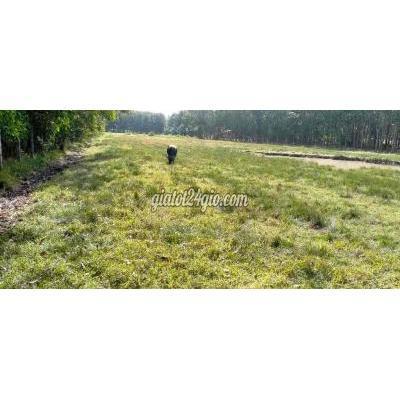 Mua Bán Đất Huyện Củ Chi - Hồ Chí Minh C97: Bán Đất Xã An Nhơn Tây, Củ Chi 5280m2 Đất Vườn Mua Bán Đất Huyện Củ Chi - Hồ Chí Minh C97: Bán Đất Xã An Nhơn Tây, Củ Chi 5280m2 Đất Vườn