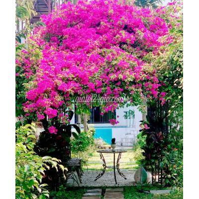 Mua Bán Nhà Ở Thị Xã An Khê - Gia Lai Chính Chủ Nhà Vườn Đẹp 1000m2 Chỉ 2,5 Tỷ,quang Trung,tx.an Khê,gia Lai Mua Bán Nhà Ở Thị Xã An Khê - Gia Lai Chính Chủ Nhà Vườn Đẹp 1000m2 Chỉ 2,5 Tỷ,quang Trung,tx.an Khê,gia Lai