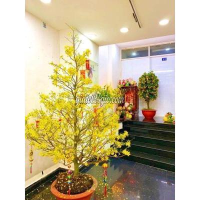 mua bán nhà ở quận phú nhuận - hồ chí minh hạ giá sốc bán nguyễn kiệm q.pn 59m2 3pn 3ty480