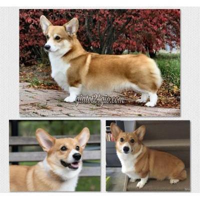 Thú Cưng, Chó Cảnh Giá Rẻ Hai Bà Trưng Hà Nội Nhận Phối Giống Corgi Thú Cưng, Chó Cảnh Giá Rẻ Hai Bà Trưng Hà Nội Nhận Phối Giống Corgi