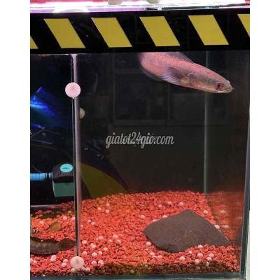 Các loại vật nuôi - thủ đức - hồ chí minh | Lóc Vảy Rồng Red Mới Nuôi Chưa Lên Hết Vảy ...