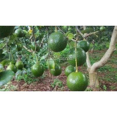 Nông Nghiệp, Hạt Giống, Cây Giống Gia Lâm Hà Nội Cây Giống Bơ Booth Nông Nghiệp, Hạt Giống, Cây Giống Gia Lâm Hà Nội Cây Giống Bơ Booth