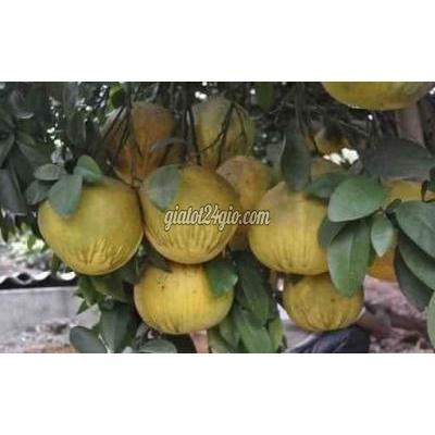 Nông Nghiệp, Hạt Giống, Cây Giống Gia Lâm Hà Nội Cây Giống Bưởi Đỏ Tân Lạc Nông Nghiệp, Hạt Giống, Cây Giống Gia Lâm Hà Nội Cây Giống Bưởi Đỏ Tân Lạc