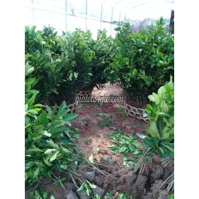 Nông Nghiệp, Hạt Giống, Cây Giống Gia Lâm Hà Nội Cây Giống Bưởi Đỏ Luận Văn Nông Nghiệp, Hạt Giống, Cây Giống Gia Lâm Hà Nội Cây Giống Bưởi Đỏ Luận Văn