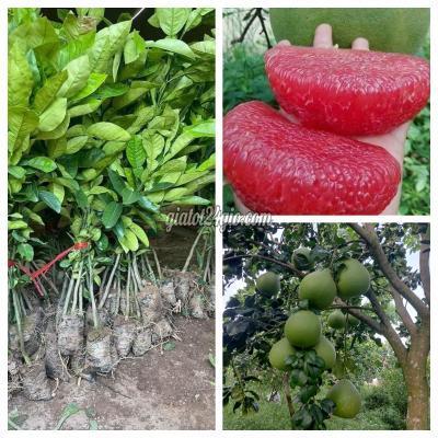 Nông Nghiệp, Hạt Giống, Cây Giống Gia Lâm Hà Nội Cây Giống Cây Bưởi Ruby Thái Lan Nông Nghiệp, Hạt Giống, Cây Giống Gia Lâm Hà Nội Cây Giống Cây Bưởi Ruby Thái Lan