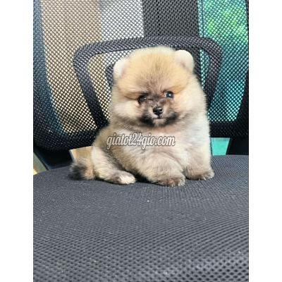 Chó ( Vật Nuôi ) Bình Tân - Hồ Chí Minh Chó ( Vật Nuôi ) Bình Tân - Hồ Chí Minh