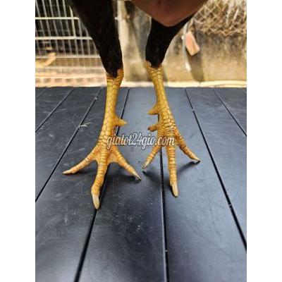 Gà ( Vật nuôi ) - hòa thành - tây ninh | Điều mini ...