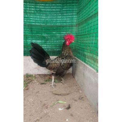 Gà ( Vật nuôi ) - cờ đỏ - cần thơ | Mã lại 1k4 1x thay lông gần ...