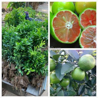 giống cây trồng gia lâm hà nội cây giống chanh đào chuẩn giống